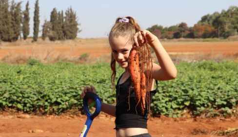 תמונה של משוך בגזר: קטיף עצמי לכל המשפחה - למטייל בישראל (טיולי)