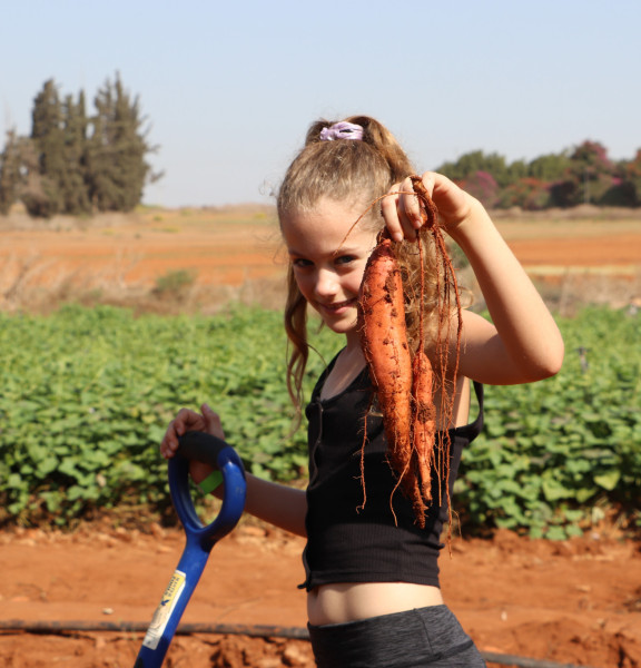 תמונה של משוך בגזר: קטיף עצמי לכל המשפחה - למטייל בישראל (טיולי)