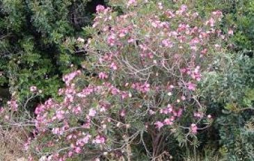 הרדוף הנחלים (3)