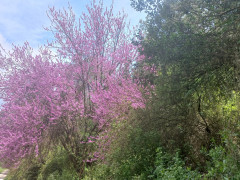 כליל החורש - צילום של Iddo_3270859 - למטייל בישראל (טיולי)