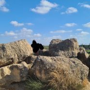 תמונה מתוך למטייל בישראל (טיולי)