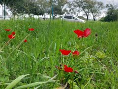 כלנית מצויה - צילום של אוהבת הארץ - למטייל בישראל (טיולי) 2