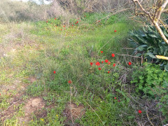 כלנית מצויה - צילום של Iddo_3270859 - למטייל בישראל (טיולי) 2