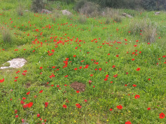 כלנית מצויה - צילום של Iddo_3270859 - למטייל בישראל (טיולי) 3