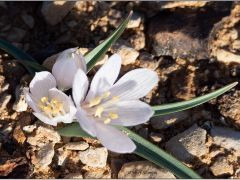 סתוונית הנגב - צילום של s_shimon - למטייל בישראל (טיולי) 2