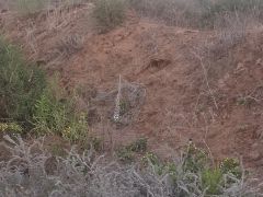 חצב מצוי - צילום של מטייל_4142745 - למטייל בישראל (טיולי)