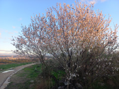 שקד מצוי - צילום של Iddo_3270859 - למטייל בישראל (טיולי) 5
