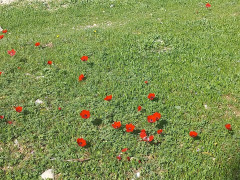 כלנית מצויה - צילום של Iddo_3270859 - למטייל בישראל (טיולי)