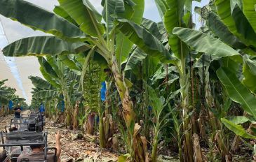 באגי קידס: הרפתקת שטח לילדים (2)