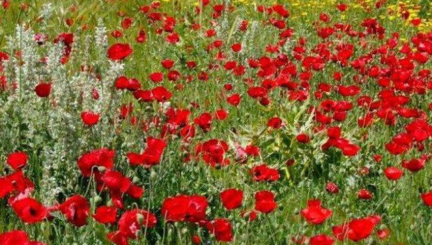 פריחת הפרגים בחבל לכיש | צילום: דובי זכאי