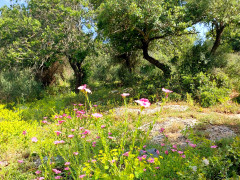 פשתה שעירה - צילום של אוהבת הארץ - למטייל בישראל (טיולי)