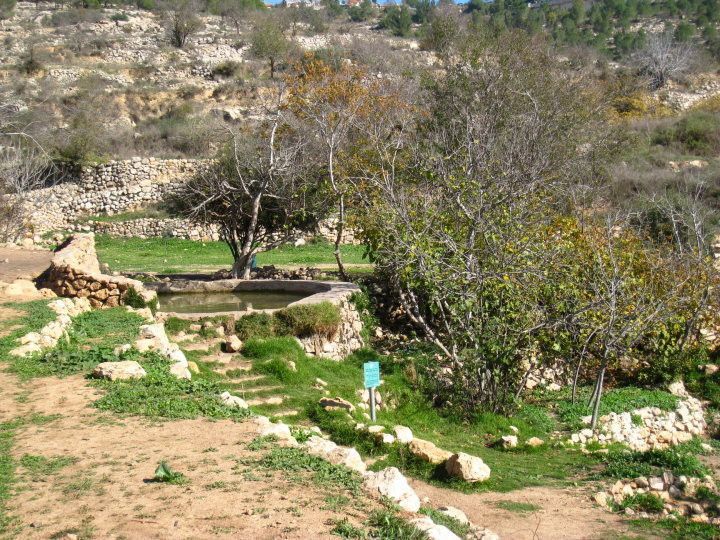 טבילה שכל ירושלמי מכיר | צילום: רון לוינשטיין