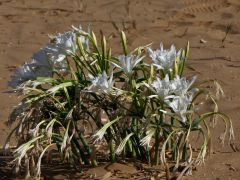 חבצלת החוף - צילום של ravid05 - למטייל בישראל (טיולי) 5