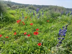 כלנית מצויה - צילום של Iddo_3270859 - למטייל בישראל (טיולי) 2