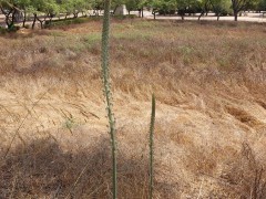 חצב מצוי - צילום של אוהבת הארץ - למטייל בישראל (טיולי) 2