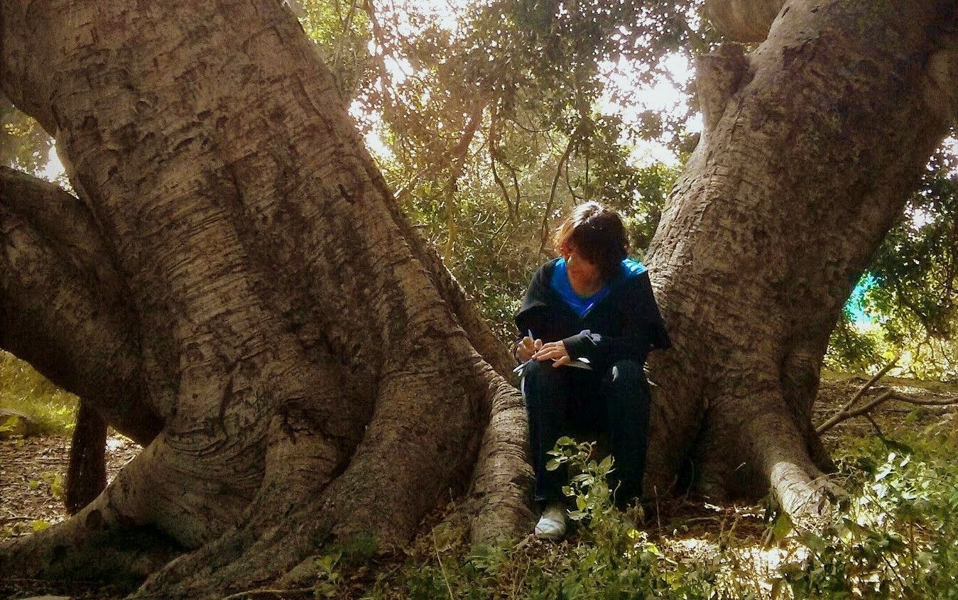 הפיקוס העתיק. צילום: עומר זיו