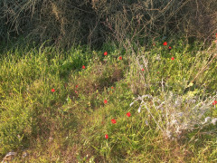 כלנית מצויה - צילום של Iddo_3270859 - למטייל בישראל (טיולי) 2