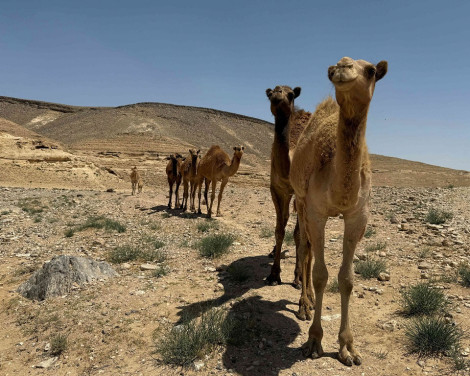תמונה מתוך למטייל בישראל (טיולי)