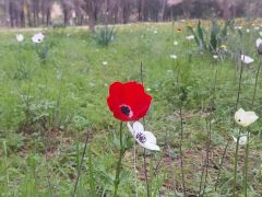 כלנית מצויה - צילום של אוהבת הארץ - למטייל בישראל (טיולי) 3