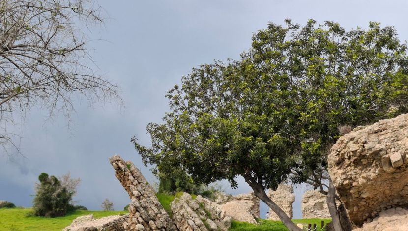 גן לאומי אשקלון (1)