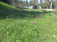 כלנית מצויה - צילום של Iddo_3270859 - למטייל בישראל (טיולי) 3