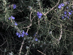 רוזמרין רפואי - צילום של אלחי47 - למטייל בישראל (טיולי)