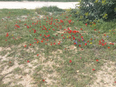 כלנית מצויה - צילום של Iddo_3270859 - למטייל בישראל (טיולי) 5