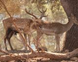 תמונה של שמורת טבע חי בר בכרמל - למטייל בישראל (טיולי)