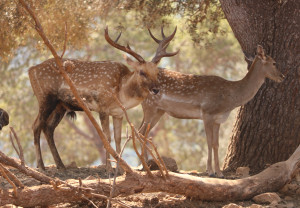 שמורת טבע חי בר בכרמל