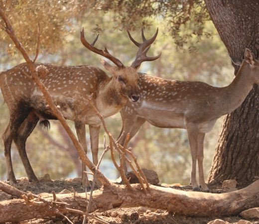 תמונה של שמורת טבע חי בר בכרמל - למטייל בישראל (טיולי)