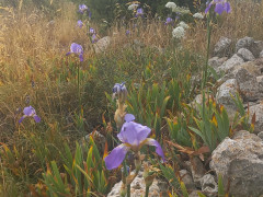 אירוס ארם-נהריים - צילום של Iddo_3270859 - למטייל בישראל (טיולי) 2