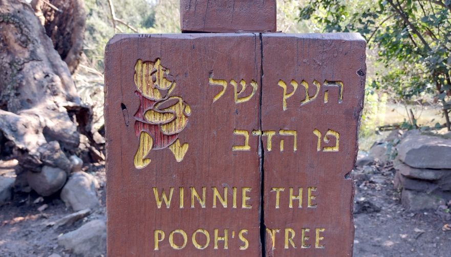 העץ של פו הדב בשמורת תל דן | צילום: ניר כימיה