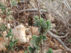 צתרנית משובלת - צילום של ליאור קינן - למטייל בישראל (טיולי)