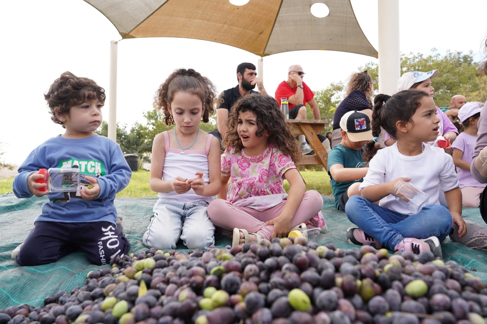 אירוע מסיק זיתים במדבר | צילום: חגית מייזל