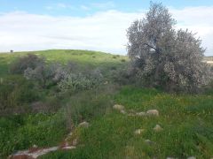 שקד מצוי - צילום של Iddo_3270859 - למטייל בישראל (טיולי) 2