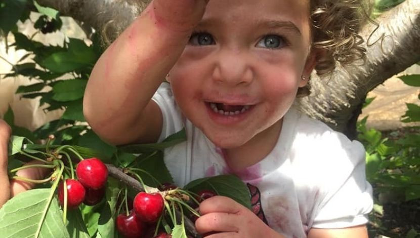 אדום מתוק: לראשונה - פסטיבל דובדבנים במרחק 15 דקות מירושלים (1)