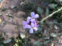 שלח הערבות - צילום של אלחי47 - למטייל בישראל (טיולי)