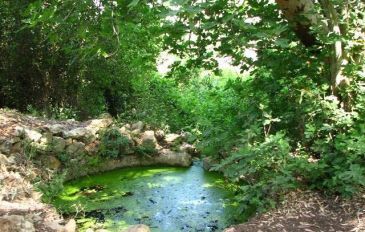 עין מירב בקיץ - עין אשחר ועין מירב: מסלול מעגלי בין מעיינות נחל געתון (2)