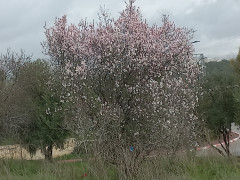 שקד מצוי - צילום של Iddo_3270859 - למטייל בישראל (טיולי) 2