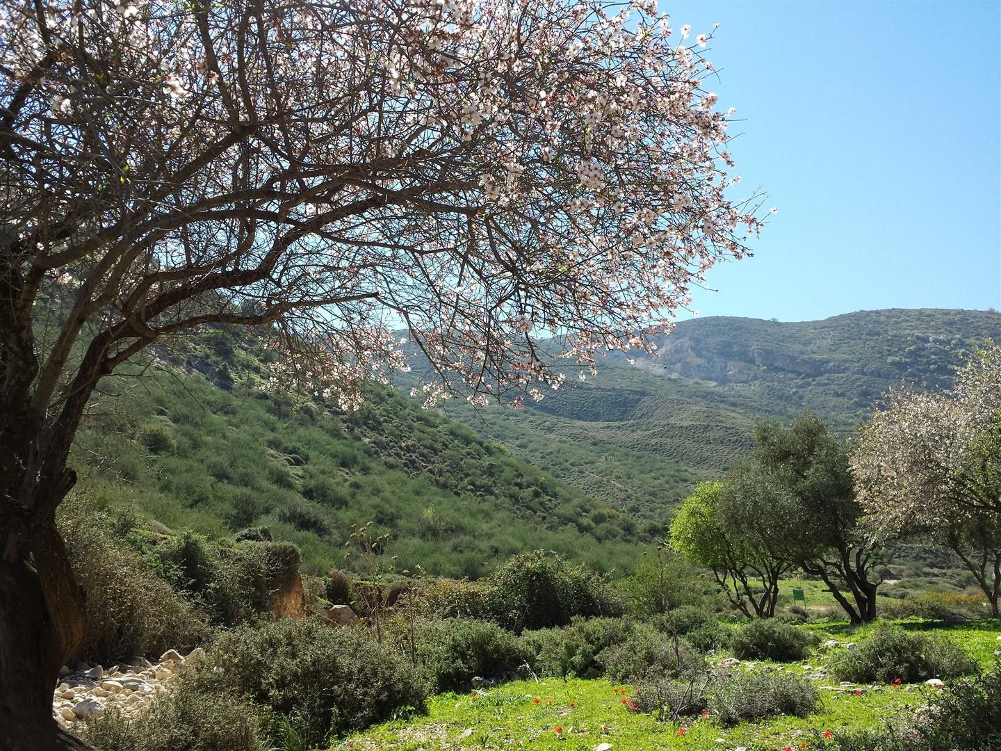 השקדיה פורחת בנחל דישון | צילום: איתמר ברק