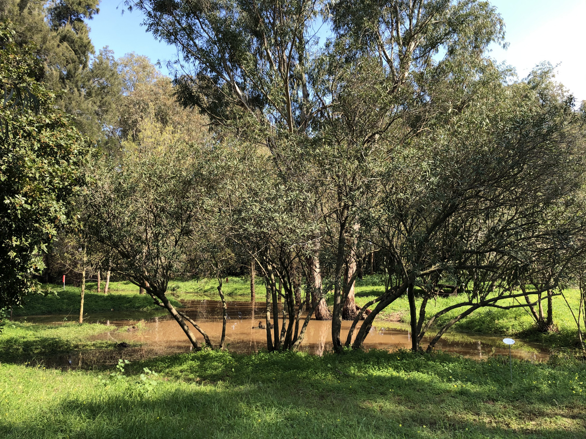 ירוק ופורח ביער האילנות | צילום: גיל בהר