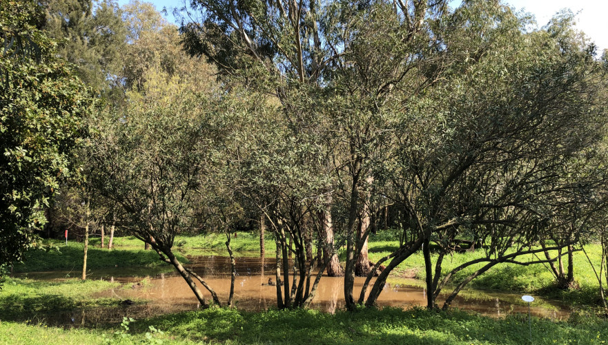 ירוק ופורח ביער האילנות | צילום: גיל בהר