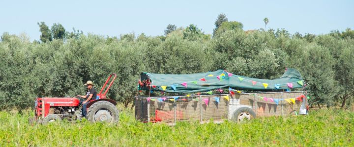 סיורים בטרקטור בשדות הגידול - חוות דרך התבלינים (1)