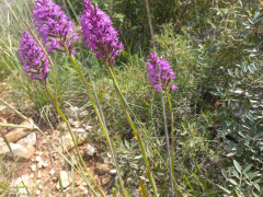 בן-סחלב צריפי - צילום של Iddo_3270859 - למטייל בישראל (טיולי) 3
