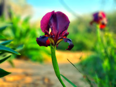 אירוס הארגמן - צילום של מטייל_4542 - למטייל בישראל (טיולי) 2