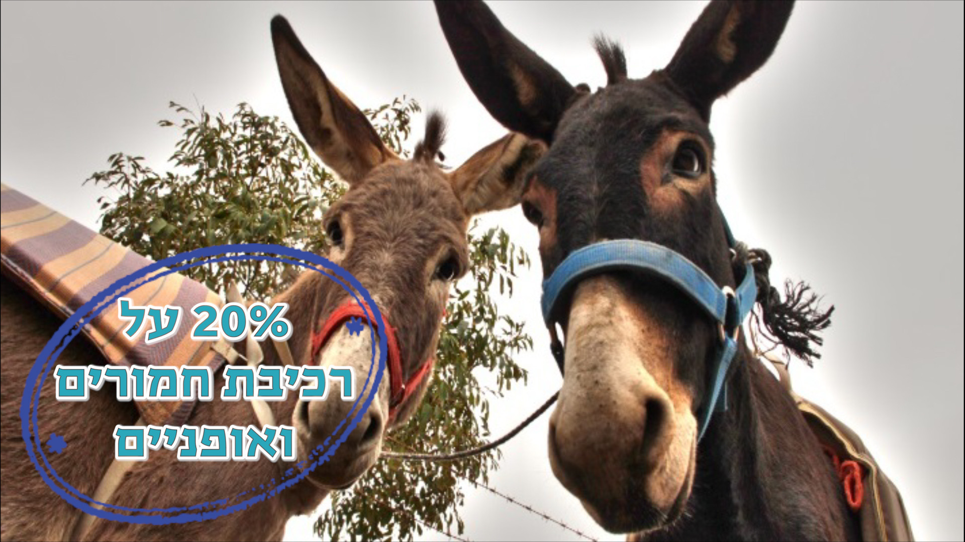 תמונה מתוך תוכן באתר למטייל בישראל (טיולי)