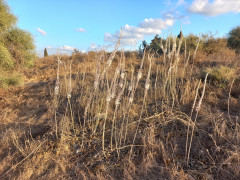 חצב מצוי - צילום של Iddo_3270859 - למטייל בישראל (טיולי) 4