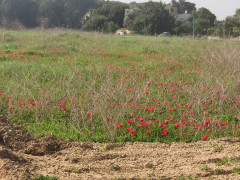 כלנית מצויה - צילום של מבסרט - למטייל בישראל (טיולי)