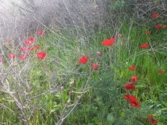 נורית אסיה - צילום של Iddo_3270859 - למטייל בישראל (טיולי) 5