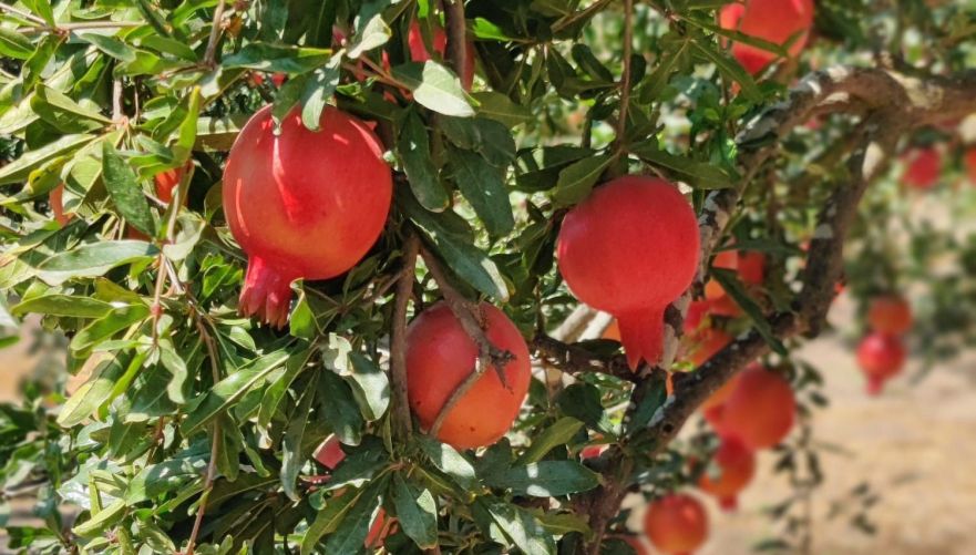 קטיף רימונים